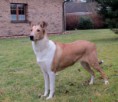 ZZO, BH, Junior CH SK, DE, CZ, CH SK, CZ  Mighty´s Spring Meadow Ie Isis